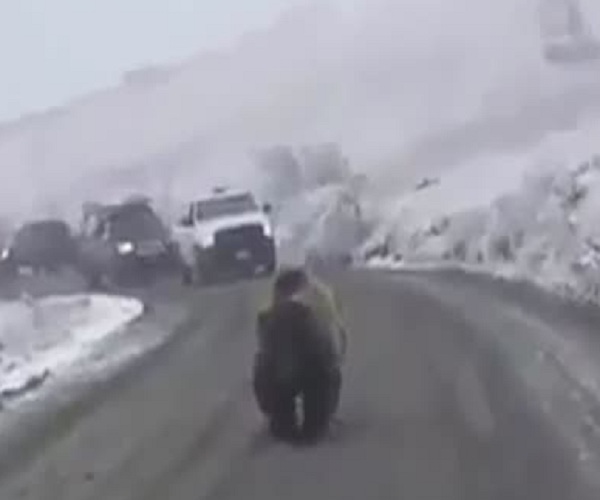 На Камчатке, прогуливающийся по дороге, медведь устроил пробку