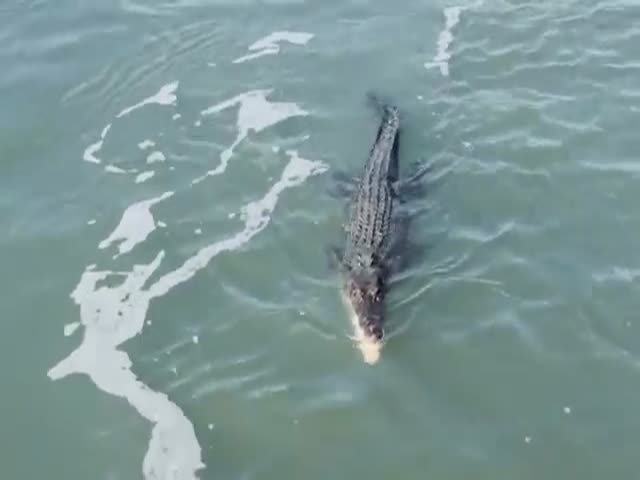 Акула опрометчиво попыталась отнять добычу у крокодила