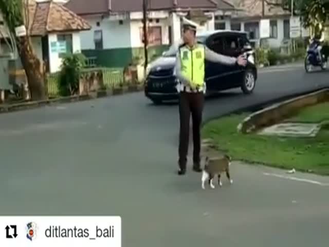 Полицейский помогает коту перейти дорогу