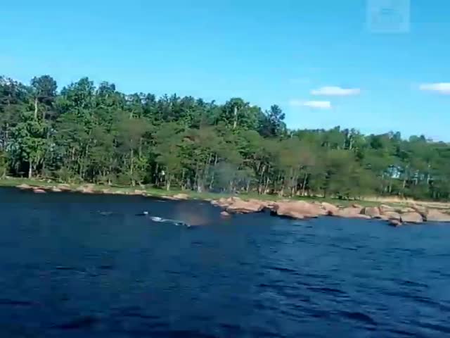 Горбатый кит в Выборгском заливе Ленинградской области