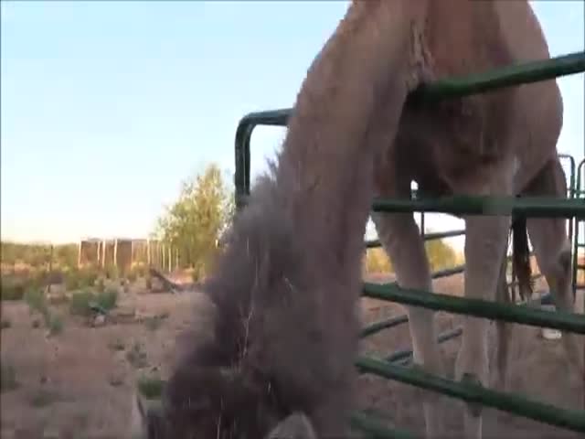 Верблюд с легкостью съедает колючий кактус