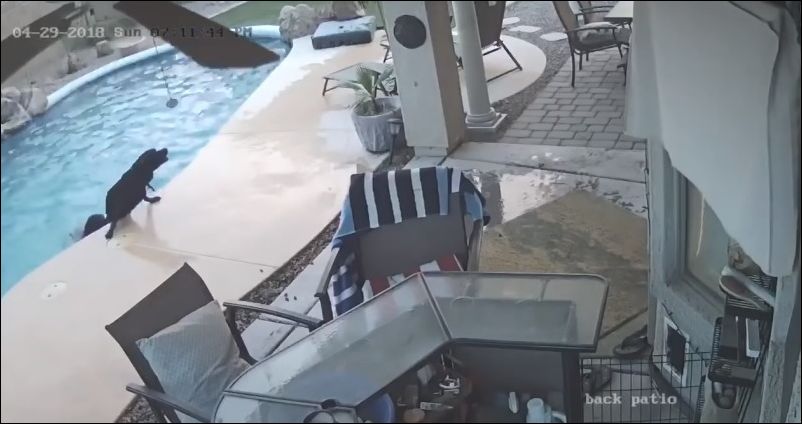 Пес спасает друга из бассейна