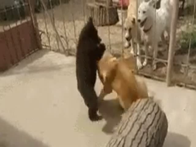 Пес предложил медвежонку побороться и был повален