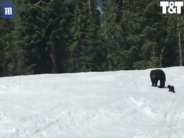 Лыжник повстречал медведицу на канадском горнолыжном курорте