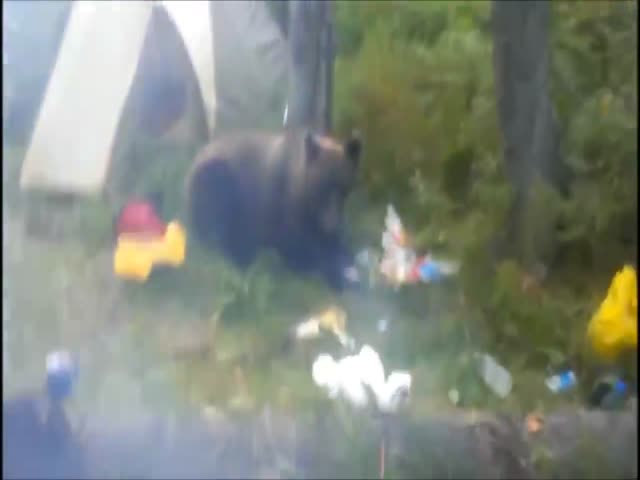 Медведь пришел полакомиться продуктами туриста в сибирском лесу