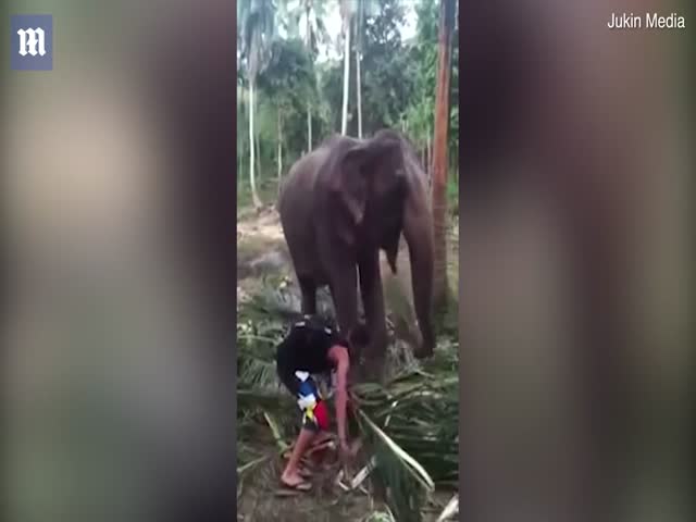 Не стоило трогать слона за хобот