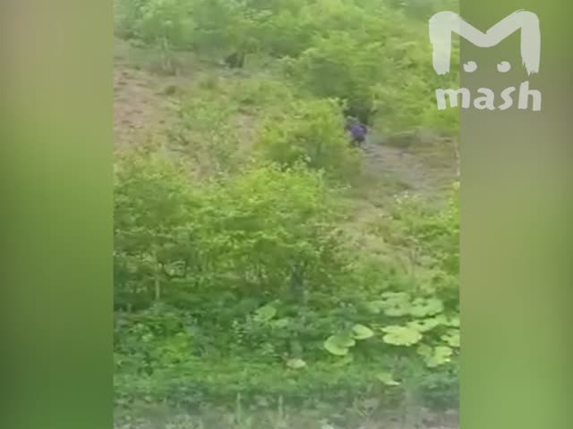 На Сахалине пьяный мужчина решил продемонстрировать медведям свою силу