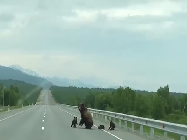 Медведица с медвежатами решила немного погреться на асфальте