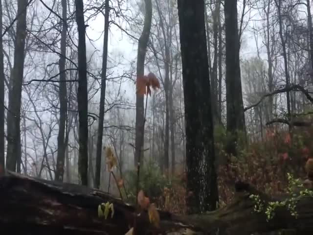Не самая приятная встреча в лесу