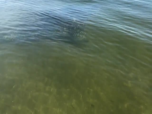 Крупный скат плавает недалеко от берега