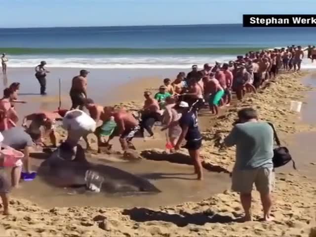 Люди спасают крупную акулу, которую вынесло на берег