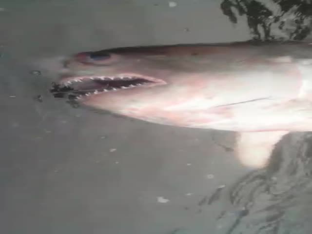 Рыбаки поймали акулу в одной из рек Хабаровского края