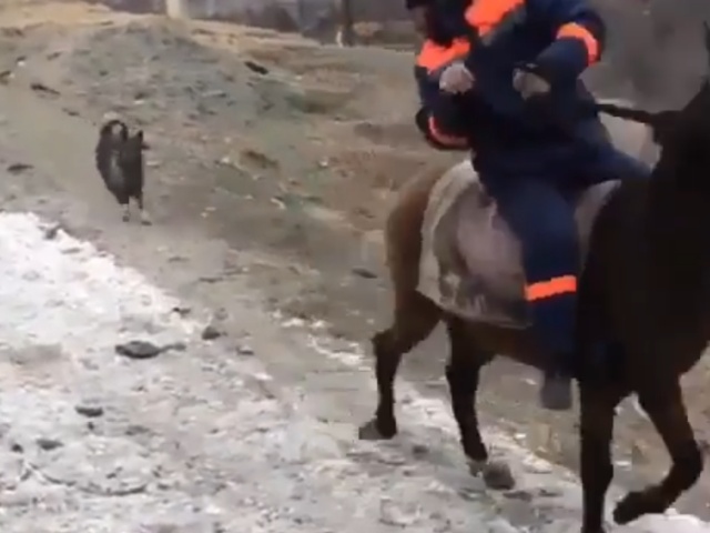 Кот неожиданно напал на лошадь