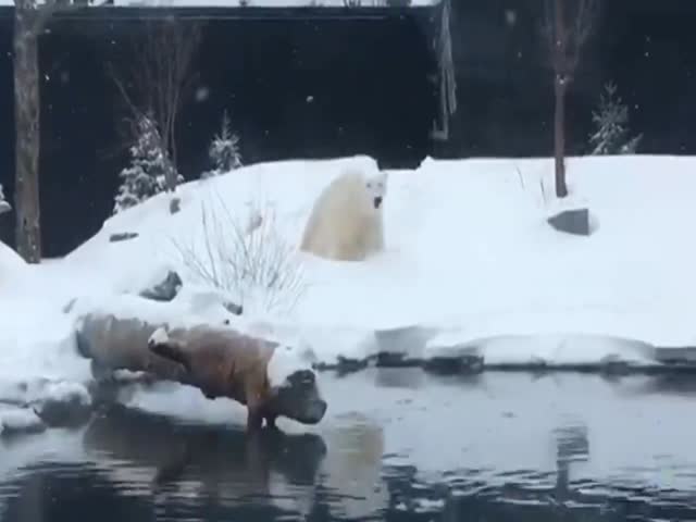 Позитивные купания белого медведя