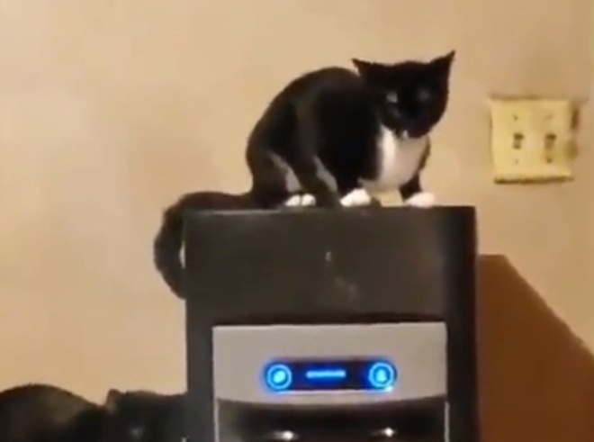 Кот пользуется автоматом для подачи льда