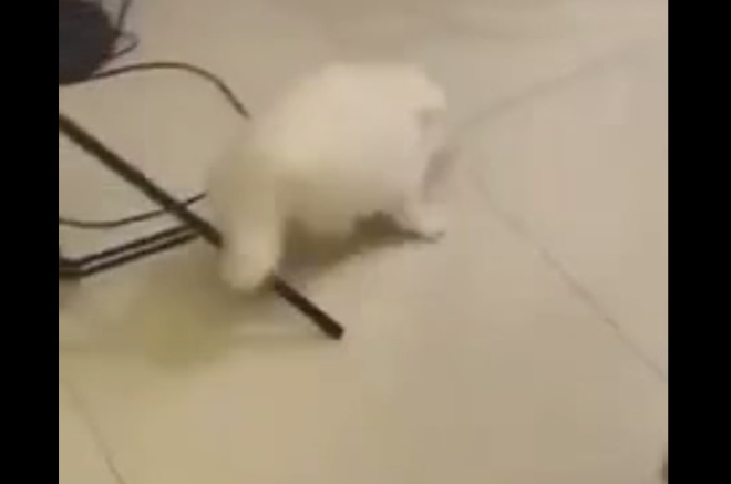 Кот не узнал своего товарища после стрижки