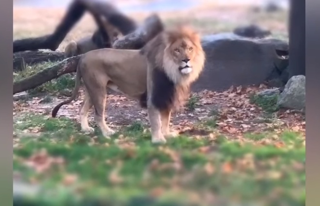 В одном из зоопарков США, девушка залезла в вольер, чтобы помахать льву