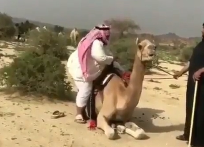 Когда ты очень много ел, а потом решил прокатиться на верблюде