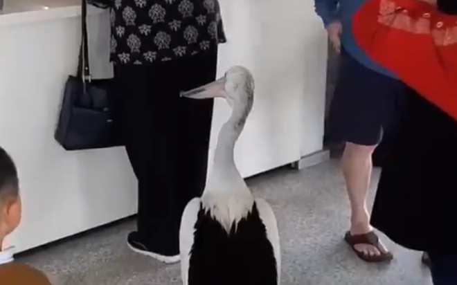 Пеликан гуляет по закусочной в Австралии