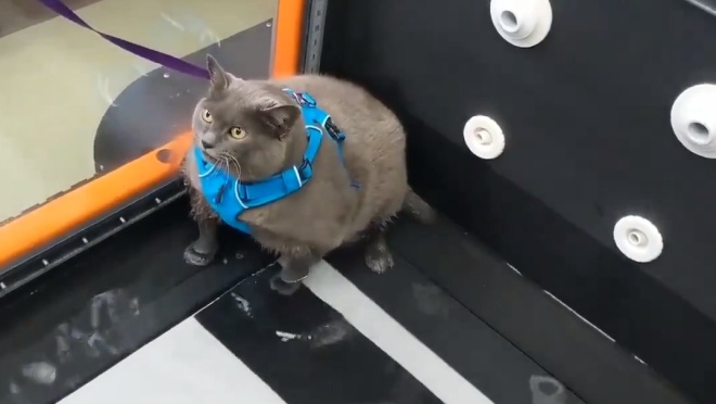 Упитанная кошка тренируется на беговой дорожке, чтобы сбросить лишний вес