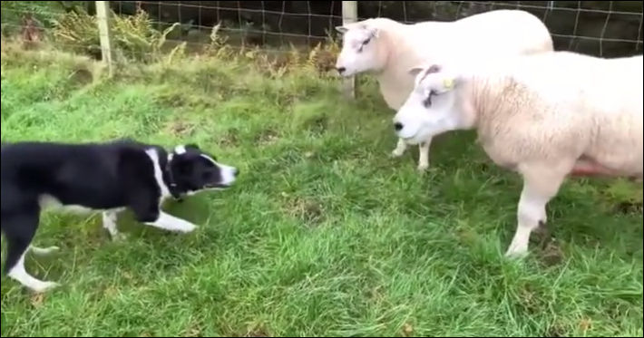 Пастушья собака ловко загоняет двух агрессивных баранов