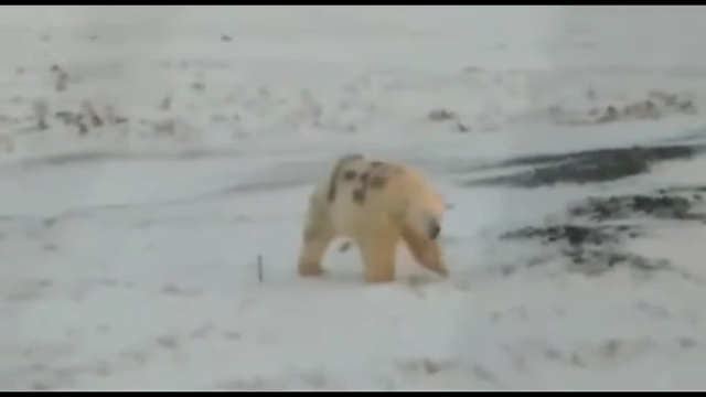 В Мурманской области кто-то оставил надпись краской на белом медведе