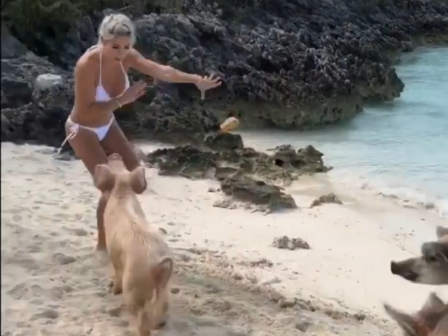 Дикая свинья на Багамах решила попробовать на вкус фитнес-модель Мишель Левин