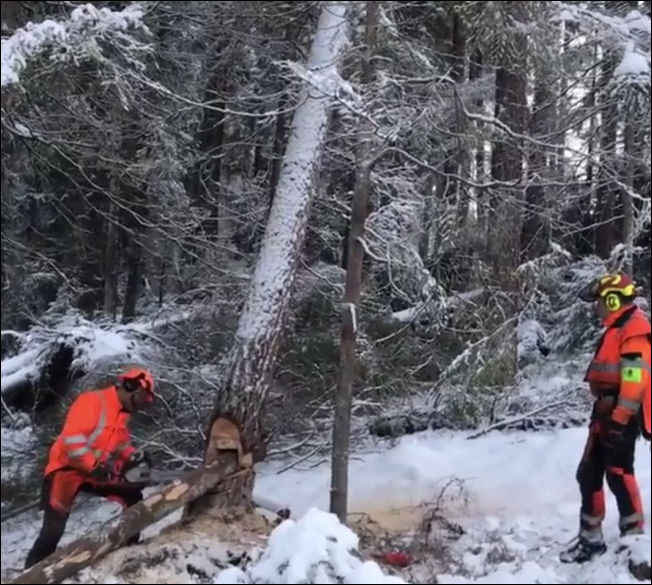 Лесорубы аккуратно повалили упавшее дерево