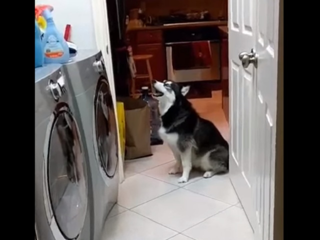 Реакция собаки на теннисные мячики, которые ее хозяин стирает в машинке