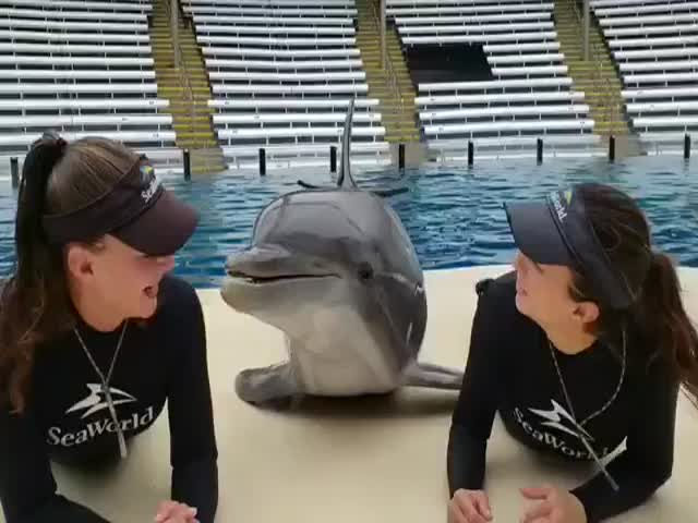 Позитивный дельфин развлекается с двумя девушками