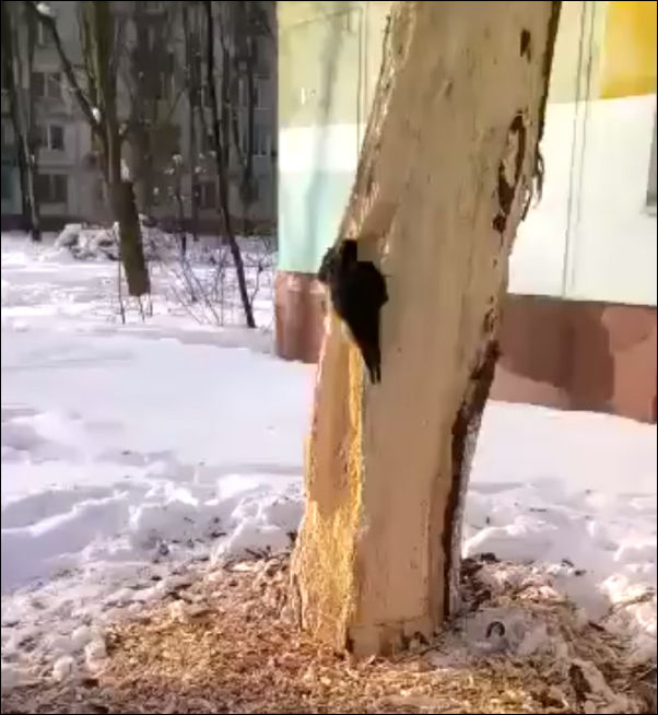 Дятел-наркоман уничтожает дерево