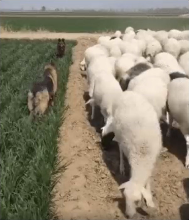 Овчарки стараются не подпустить овец к посевам