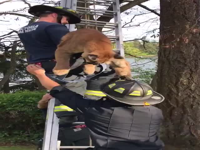 Пожарные с помощью ветеринаров сняли с дерева большого котика