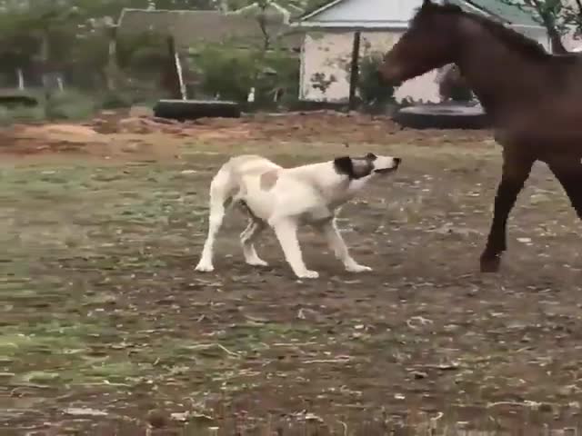 Пес и конь, ставшие лучшими друзьями