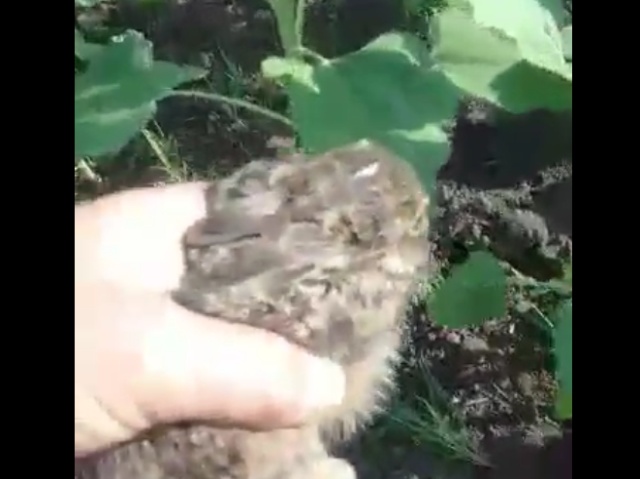 Автор ролика поймал зайчонка на огороде и решил его выпустить на волю