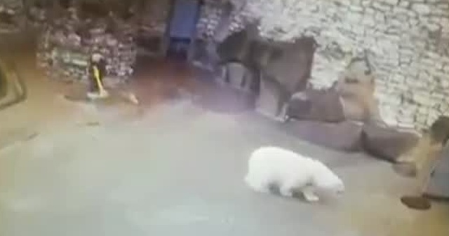В Московском зоопарке медведь ворвался в вольер, когда там производилась уборка