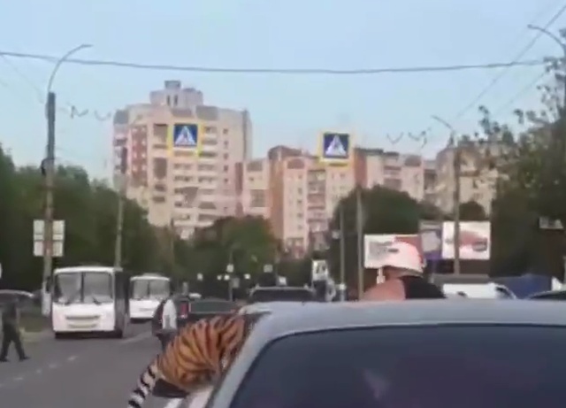 В Иваново тигр чуть не сбежал от дрессировщика, который перевозил его не по правилам