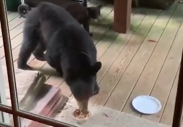 Медведи пришли в гости и украли собачью еду