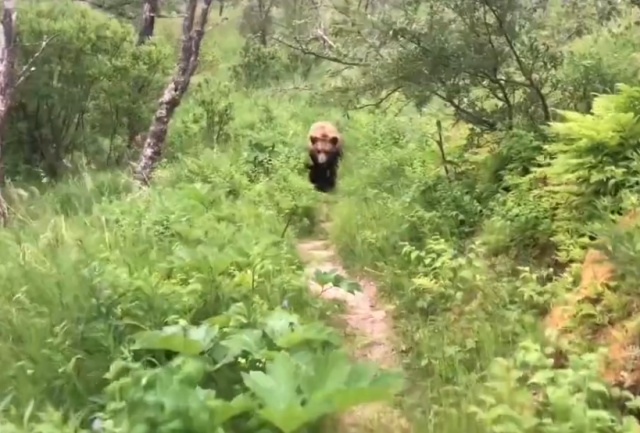 Туристы встретили медведя во время прогулки по лесу
