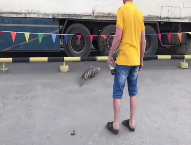 В Новосибирске крокодил сбежал из цирка-шапито