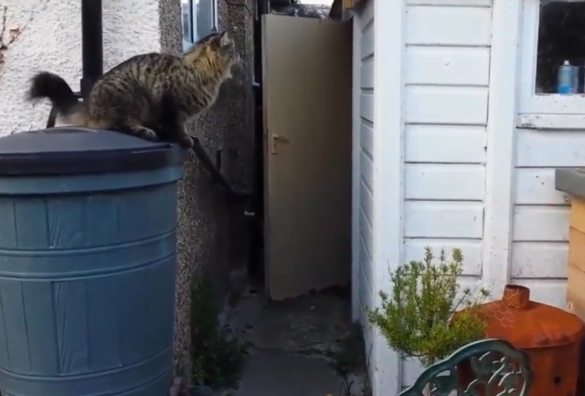 Не самые удачные прыжки котов