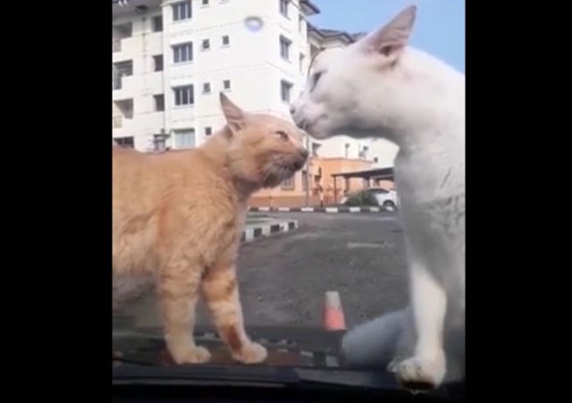 Коты решили выяснить отношения на капоте автомобиля