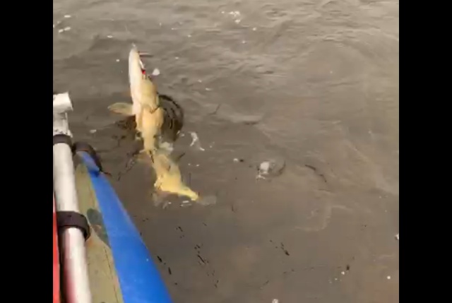 Рыбаки почти вытянули щуку, но их ждал сюрприз