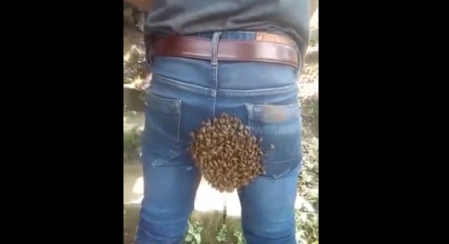 Пчелиная матка решила немного передохнуть на заднице паренька