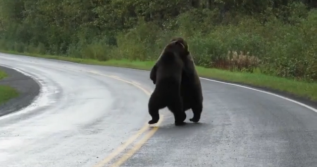 Два медведя выясняют отношения прямо на дороге