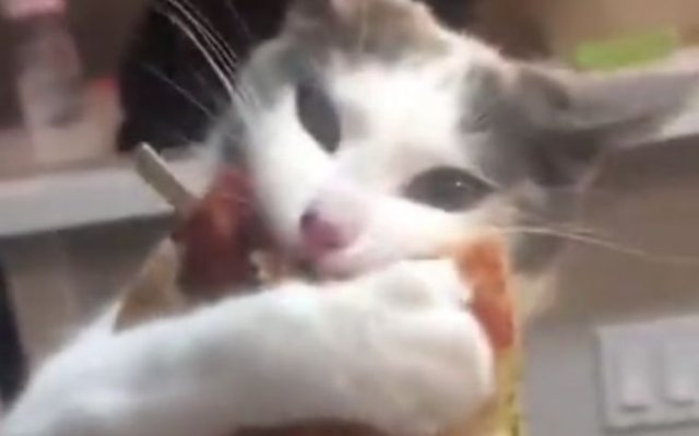 Кошка не хочет отдавать украденный кусок пиццы