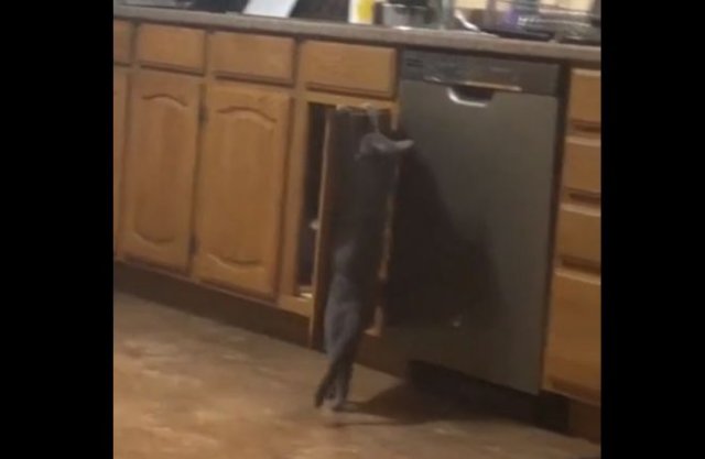 Ленивый кот не захотел прыгать и нашел другой способ попасть на стол