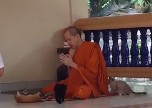 Котята проверяют выдержку тибетского монаха