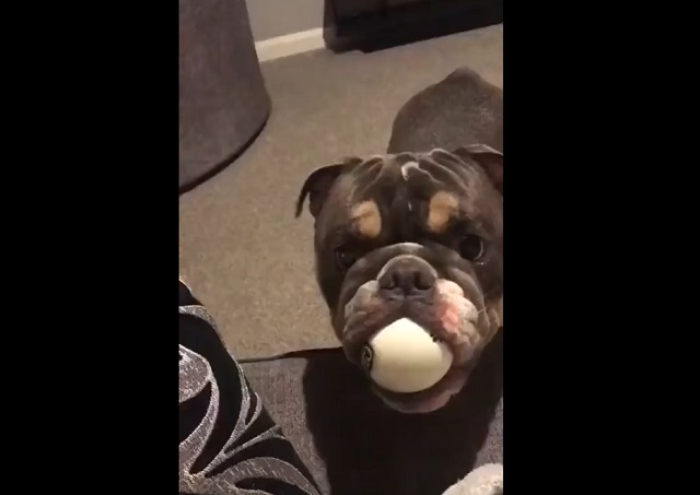 Собака довольно своеобразно играет с мячиком