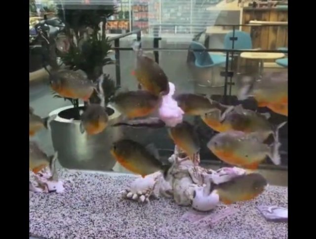 Кормление необычных аквариумных рыбок
